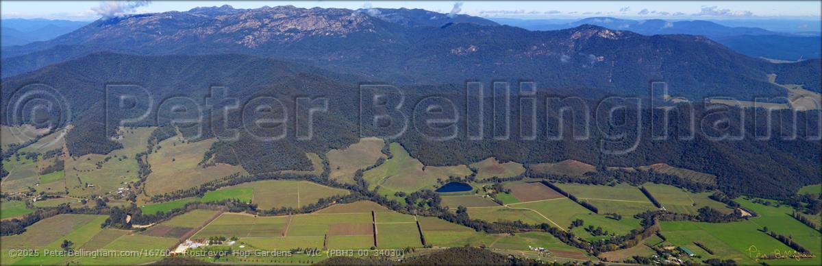 Peter Bellingham Photography Rostrevor Hop Gardens - VIC (PBH3 00 34030)